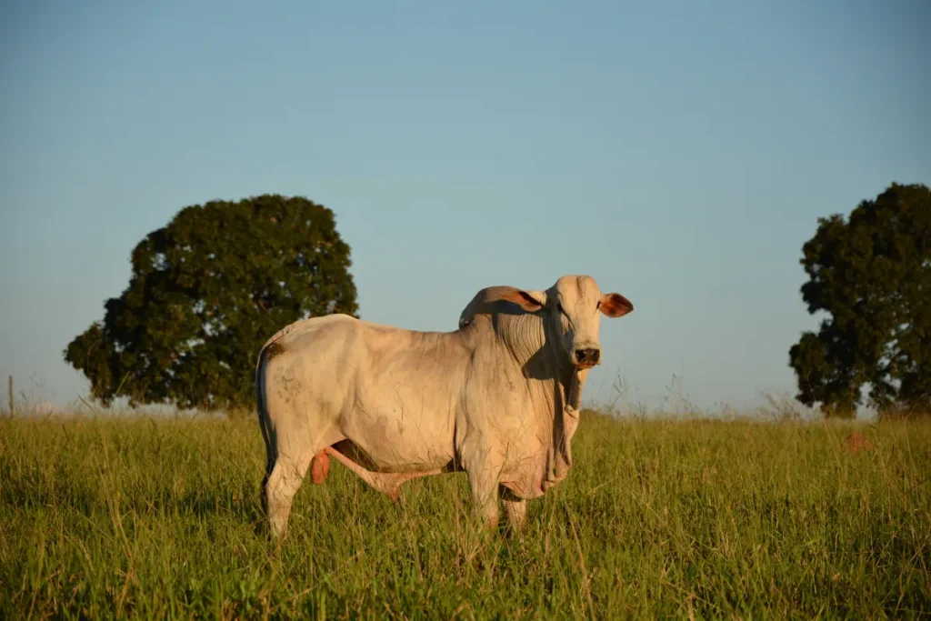 Gado no pasto