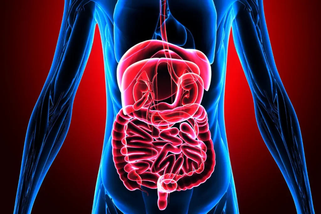 Figura ilustrativa do sistema digestivo