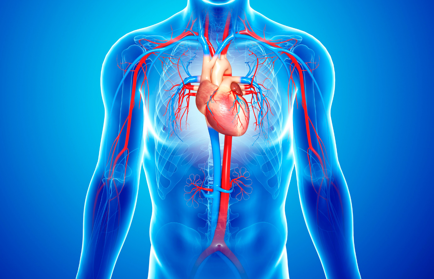 Ilustração do sistema cardiovascular